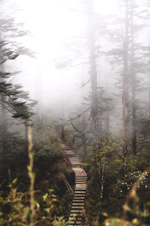 moody-nature:Untitled | By tiffy chen