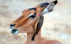 A little birdie told me (Oxpecker and Impala)