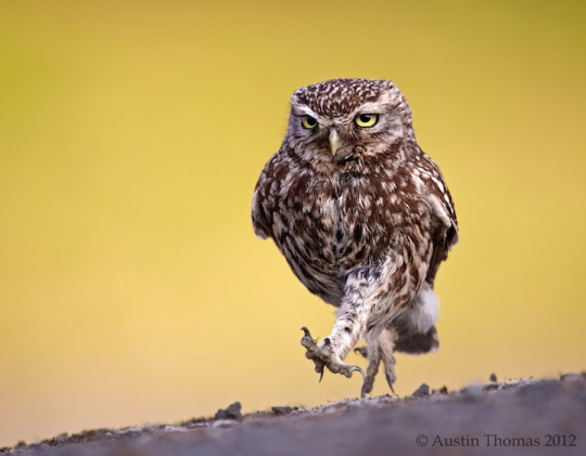 pychopath: frizzbutt:  owls are some of the most expressive birds like they are living cartoons. i love them  @dubydoods 