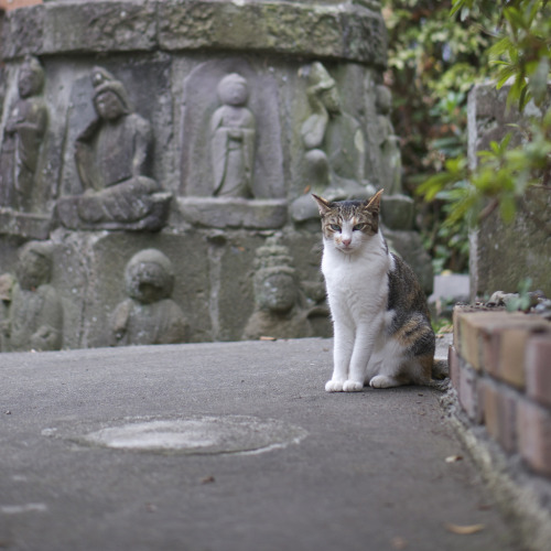 Enoshima, Japan (by Rin5900)