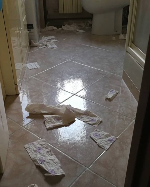 Rientrare a casa e… I piccoli bastardi hanno scoperto il rotolo della carta igienica  #cat #c