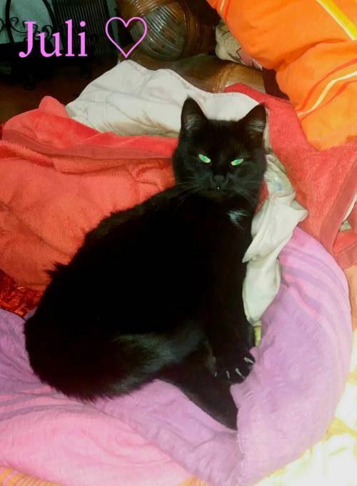 As The Owner Of A Black Cat, I Have To Agree!