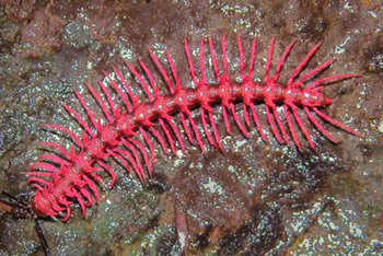 cracked:  It’s the perfect insect for a rave (where everyone dies)! 5 Creepy Creatures