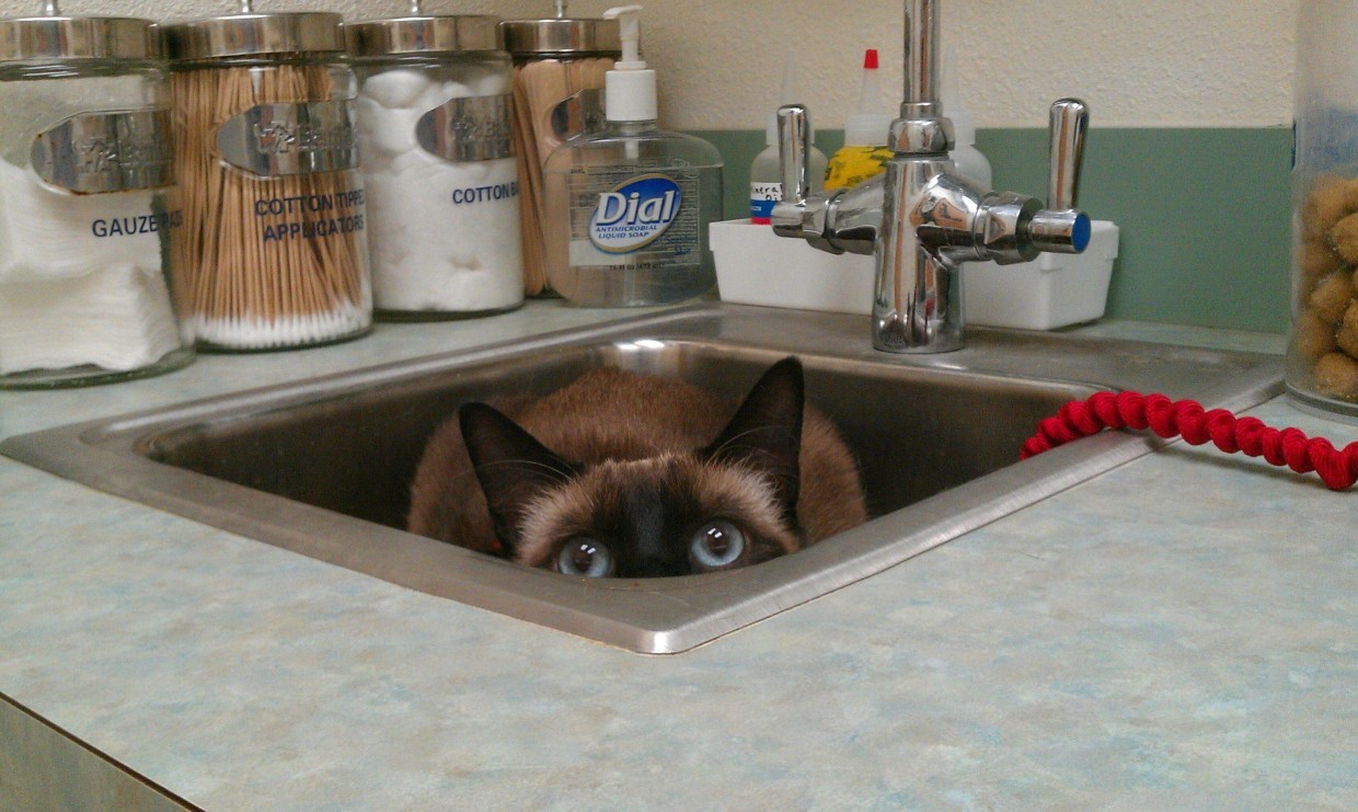 allie-rva:omg-becool-things:Pets Had No Idea They Were Going To The Vet.Omg those