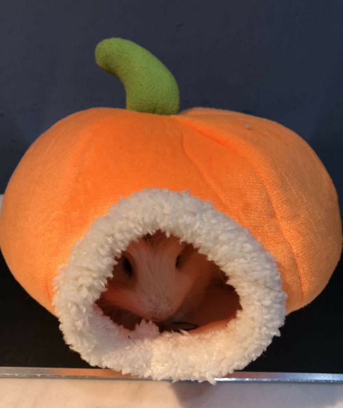 Images of a soft/plush pumpkin-shaped hamster hideout taken from ebay (depicted resident hamster not