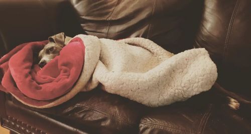 lauravanarendonkbaugh: Sparkles the pit bull burrito. (With toes.) #dogs #dogsoﬁnstagram — view on I