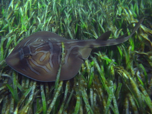 Eastern fiddler ray (Trygonorrhina fasciata) at Jervis Bay in AustraliaSylke Rohrlach