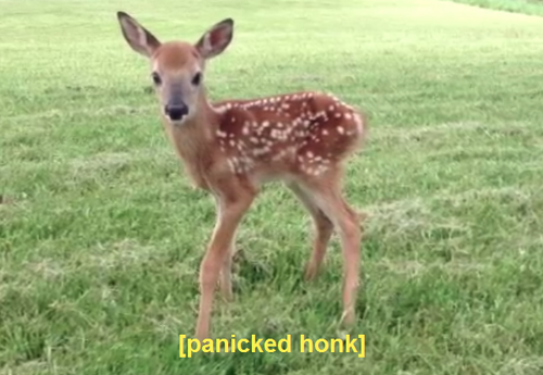 ambershipstheships:  j4ya:  satouhachimitsuaisutea:  and-then-theres-haley:  kawaiidisneygirl:  unironicgoth:   HE TALKED TO ME     I THOUGHT DEER DIDN’T MAKE SOUND OH MY GOSH THIS IS ADORABLE     “YOU ARE SO CUTE”“NEH!”   CAUSE OF DEATH: CUTENESS