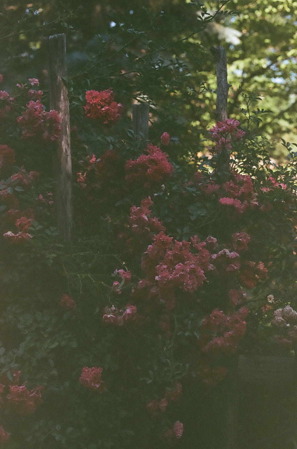 dcci:  Summer Lust Upstate NY | July 2018Image shot by me (dcci) with a Canon EOS