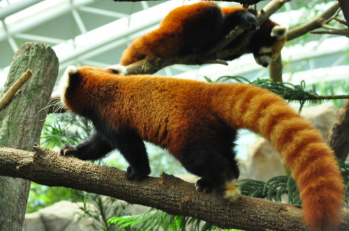 RED PANDA LOVE! Can&rsquo;t get a nice photo of this cute little furry animal because it wa