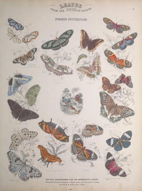 heaveninawildflower: Engravings of Lepidoptera taken from ‘Leaves from the Book of Nature&rsqu