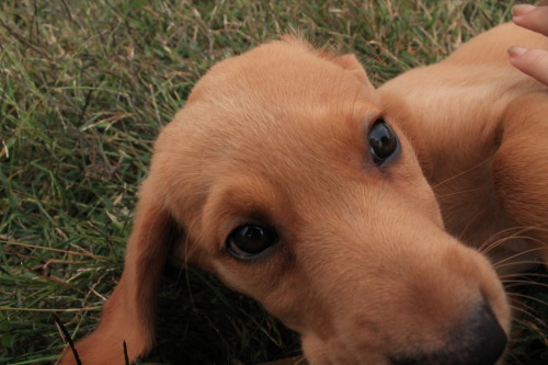 Little Ruby doing the cute puppy thing.