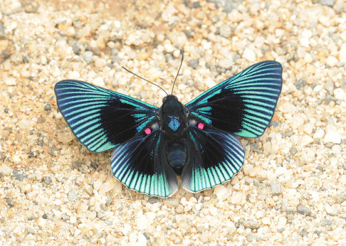 libutron:  Blue-rayed Metalmark - Lyropteryx apollonia Lyropteryx apollonia (Riodinidae) is one of those butterflies that are equally striking whether they are seen from both the upperside (top photo) or the underside (bottom photo) of the wings.