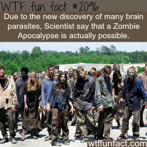 wtf-fun-factss:  Are Zombie Apocalyps possible - WTF fun facts