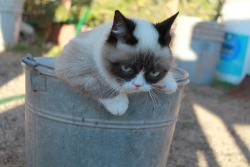 tardthegrumpycat:  The Daily Grump | January