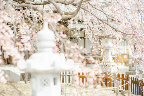 観音神社のしだれ桜