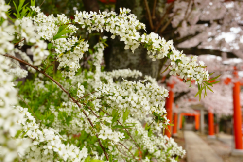 chitaka45:  京都 竹中稲荷神社 🌸桜🌸 kyoto takenaka inari jinja shrine