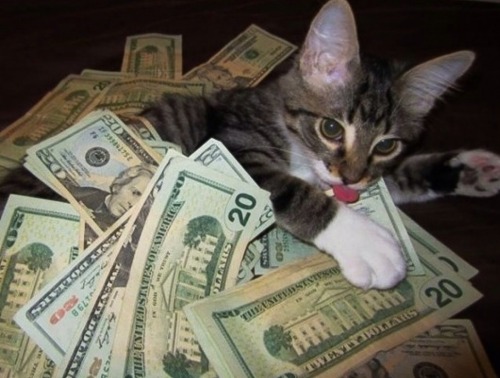 loveycurvesprettysmile:starseed-infinite:avedior:alxbngala:Money Cats masterpost, to have your LIFE!