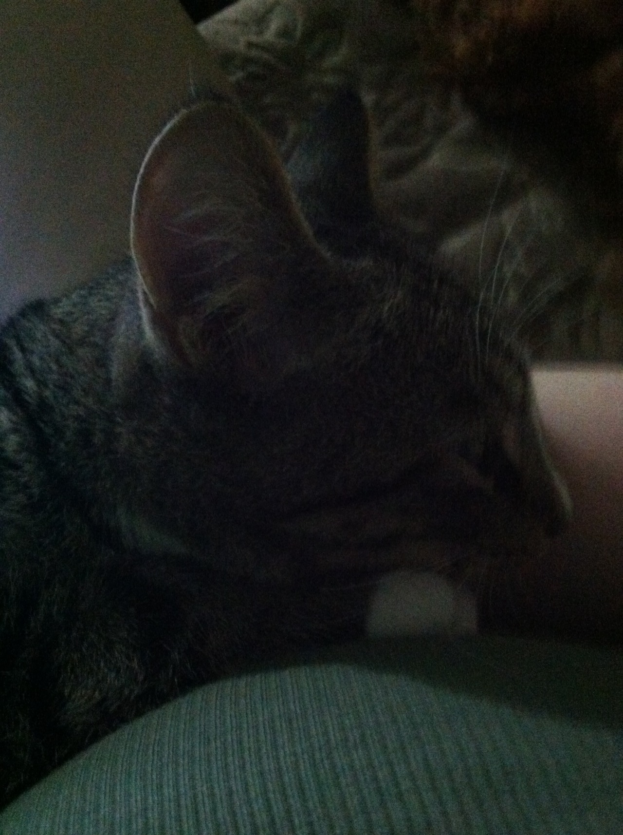 FurBaby Aiden
