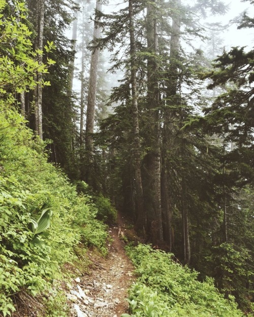adventureovereverything: Forest trails A path worth walking