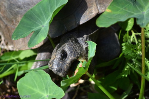 Gopher Tortoise having some lunch.February 2017, Naples, FL.