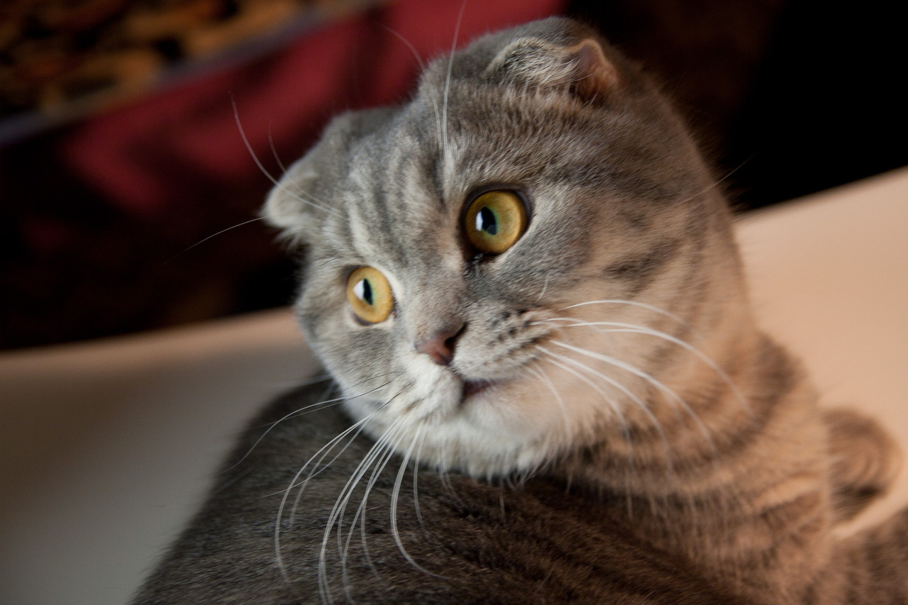 catsarawesome:  Photo by Kruzenstern