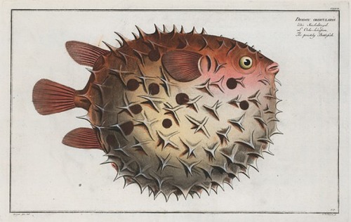 Marcus Elieser Bloch, Allgemeine Naturgeschichte der Fische, 1785-97. Germany. Via NYPL.