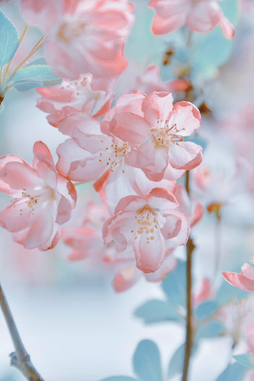 fuckyeahchinesegarden: chinese crab apple flowers (haitang海棠) by 砚冰-Yanbing