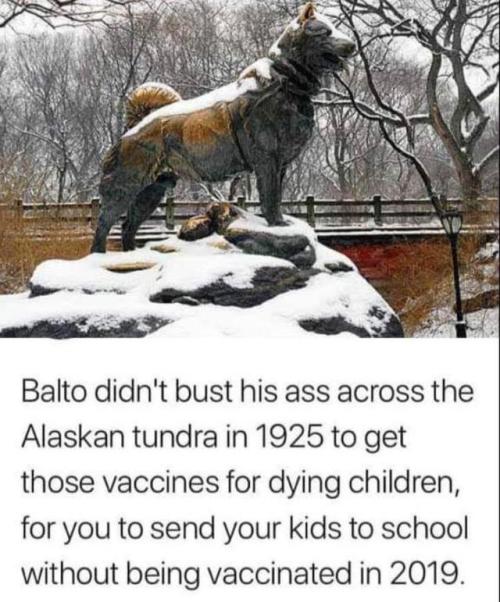emi–rose:space-buns:
pugbytes:


your-naked-magic-oh-dear-lord:

grandpanerd-world:


your-naked-magic-oh-dear-lord:

omghotmemes:
Show some respect, people.

THANK YOU 

The story of Balto is interesting. He led a team of sled dogs across the Alaskan wilderness in the dead of winter with diphtheria antitoxins to stop an outbreak in Nenana Alaska. Diphtheria is a deadly infectious disease that could wipe out a third of a town’s population. It is mostly unknown to the public today because of vaccines. Balto’s body is preserved in the Cleveland Museum of Natural History.


He’s a big hero of mine! 

Let’s not forget Togo! Who, at 12 years old during the serum run, lead his team 200 miles through much more dangerous conditions during the first leg of the journey before Balto ran the last 55-mile stretch.


Togo and Balto didn’t bust their asses for dying children for you to turn around and not vaccinate your damn kids



Good doggos 