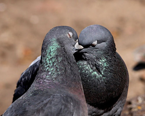 pigeonaday: Pigeon 234