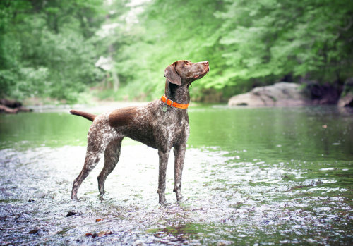 QUALITY DOGS