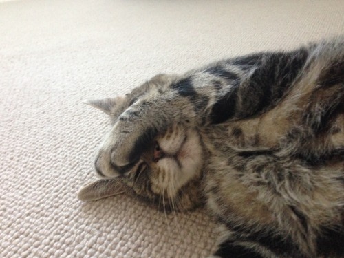 plant-strong:  Meow  Awww he’s camera shy