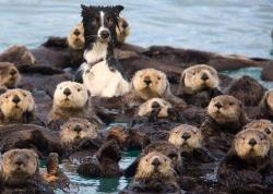 awwww-cute:  I’m surrounded by otters. I don’t know why I’m surrounded by otters, but I am