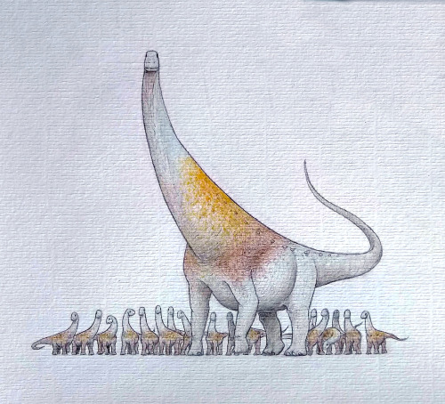 alejandrodelorenzo: Futalognkosaurus dukei, pencils.