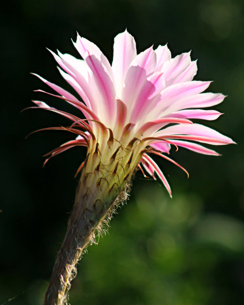 walking-geema:Cactus flower in my yard