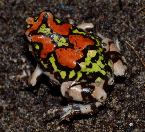 toadschooled:  These sweet little blorps are Scaphiophyrne gottlebei, also known as Malagasy rainbow