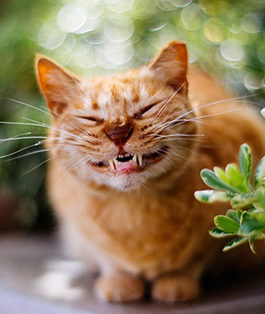 Happy National Smile Day!