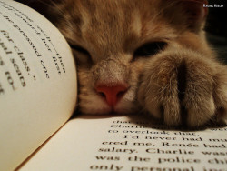 Books and Cats | via Tumblr en We Heart It.