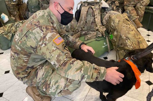 Watch Therapy Dogs Surprise National Guard Troops in Washington, D.C. Who May Be Missing Their Own P