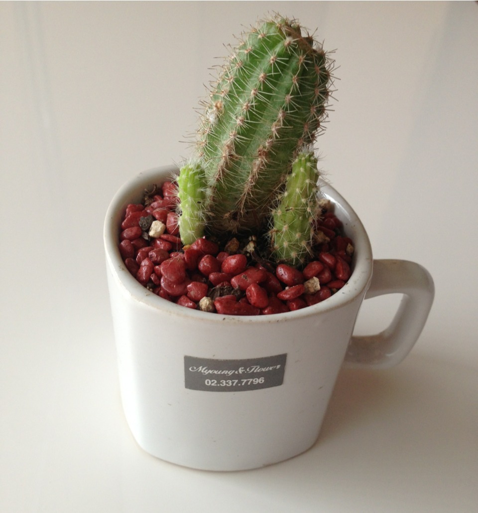 cacteau:  My cactus 🌵 If you change the source I’ll poke you in the eye with