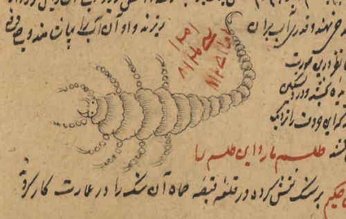 Watch your toes! There’s a scorpion on LJS 414, Astrological compendium, fol. 151v. Written at