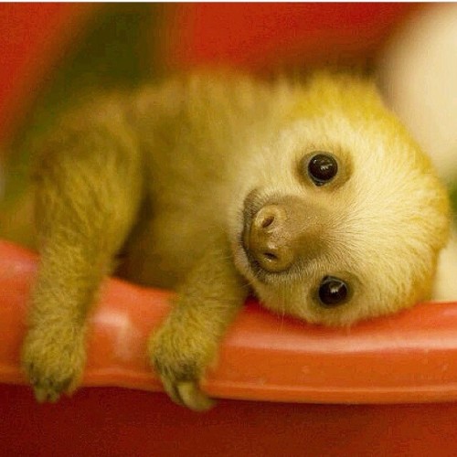 sloths