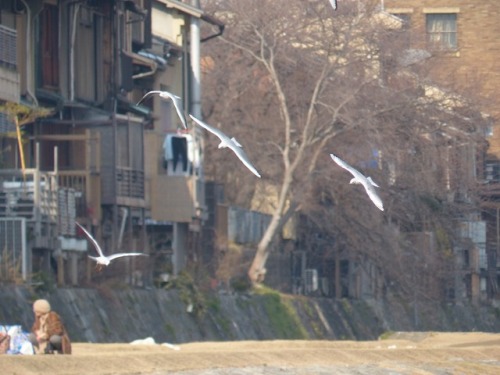 ユリカモメ　black-headed gullTown Birds ～ 街の鳥 ArchiveTown Sparrow ～ 街のすずめ　Archive