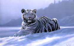 dirtytwiztidmomma:  Always thinking of you my sweet White Tiger…