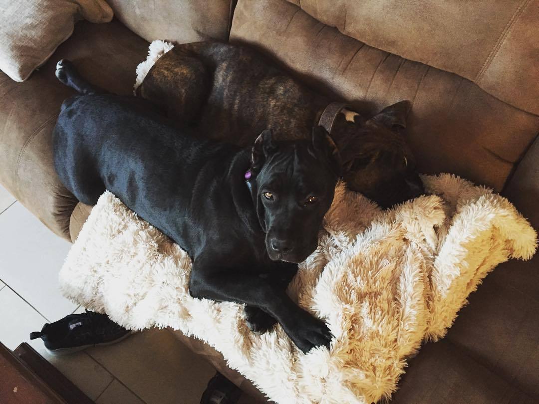 The snuggles are real in our house. And Shiva is already bigger than Guinness 😳
