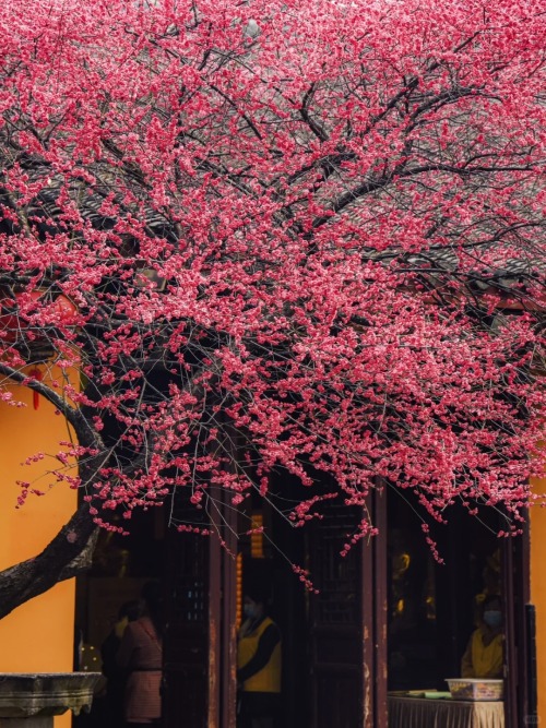 Spring Is Not Far, Tiefosi, Huzhou, Zhejiang Province In China (cr  猪甜菜的旅行手记)