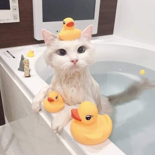 somecutething:  