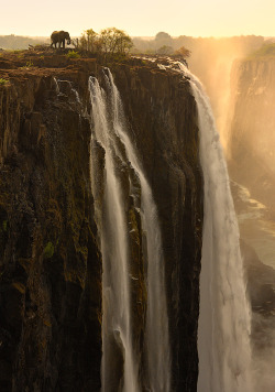 voyagger:   Brave Elephant ( by Marsel van