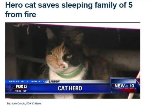 thriveworks:Uplifting Animal News Stories (see 10 more)