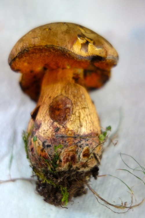 Boletus Luridus (Lurid Bolete)Ben found a number of these on the University of York campus following